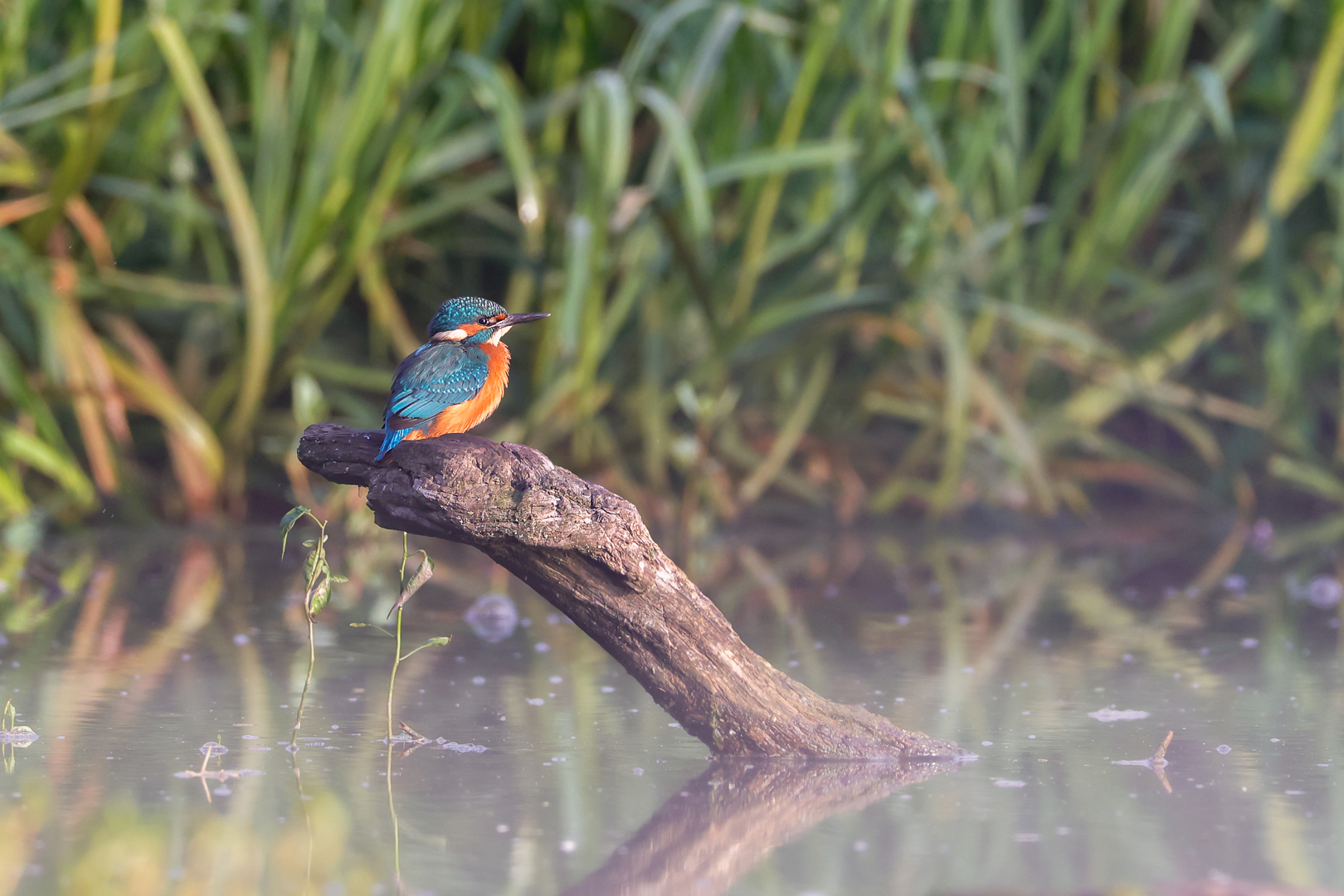 Früh morgens am Fluss