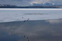 Früh morgens am Lake Yellowstone (V)