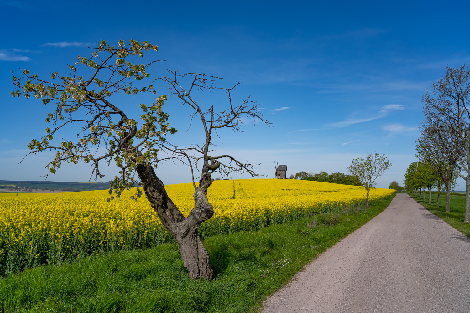 Früh morgens am Liebschützberg