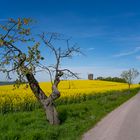 Früh morgens am Liebschützberg