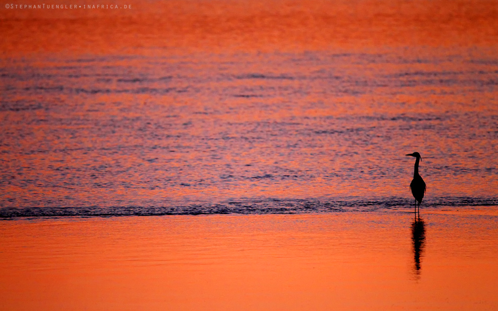 früh morgens am luangwa