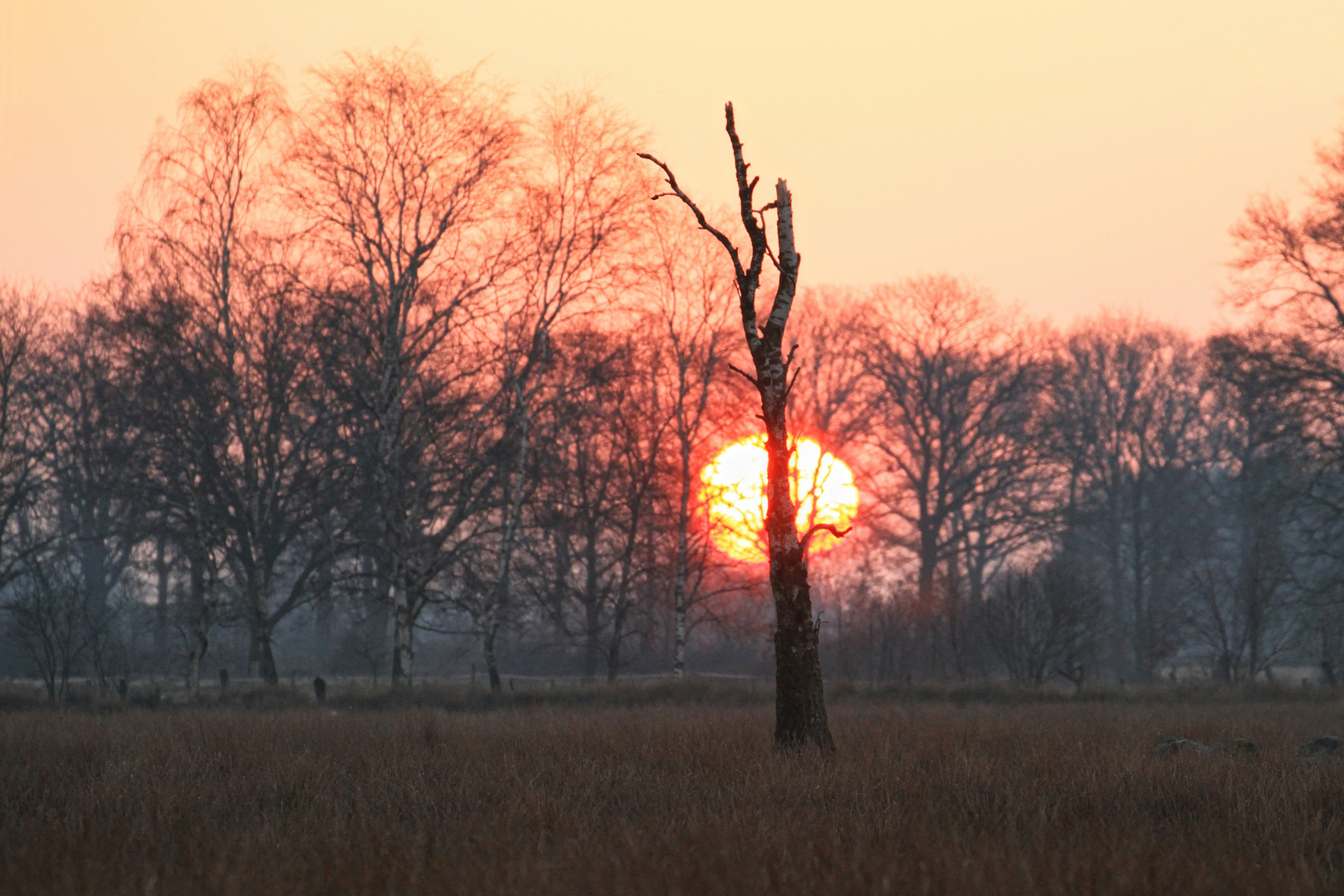 früh morgens am Rand des Moores