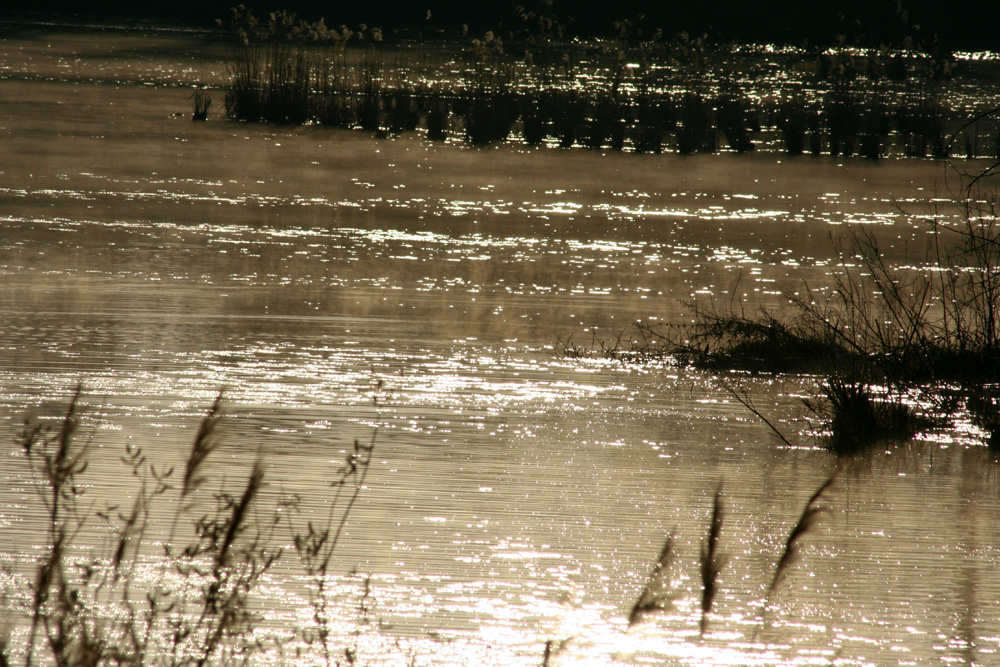 Früh Morgens am Reinheimer Teich.
