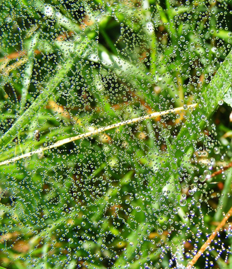 Früh morgens am Wegesrand