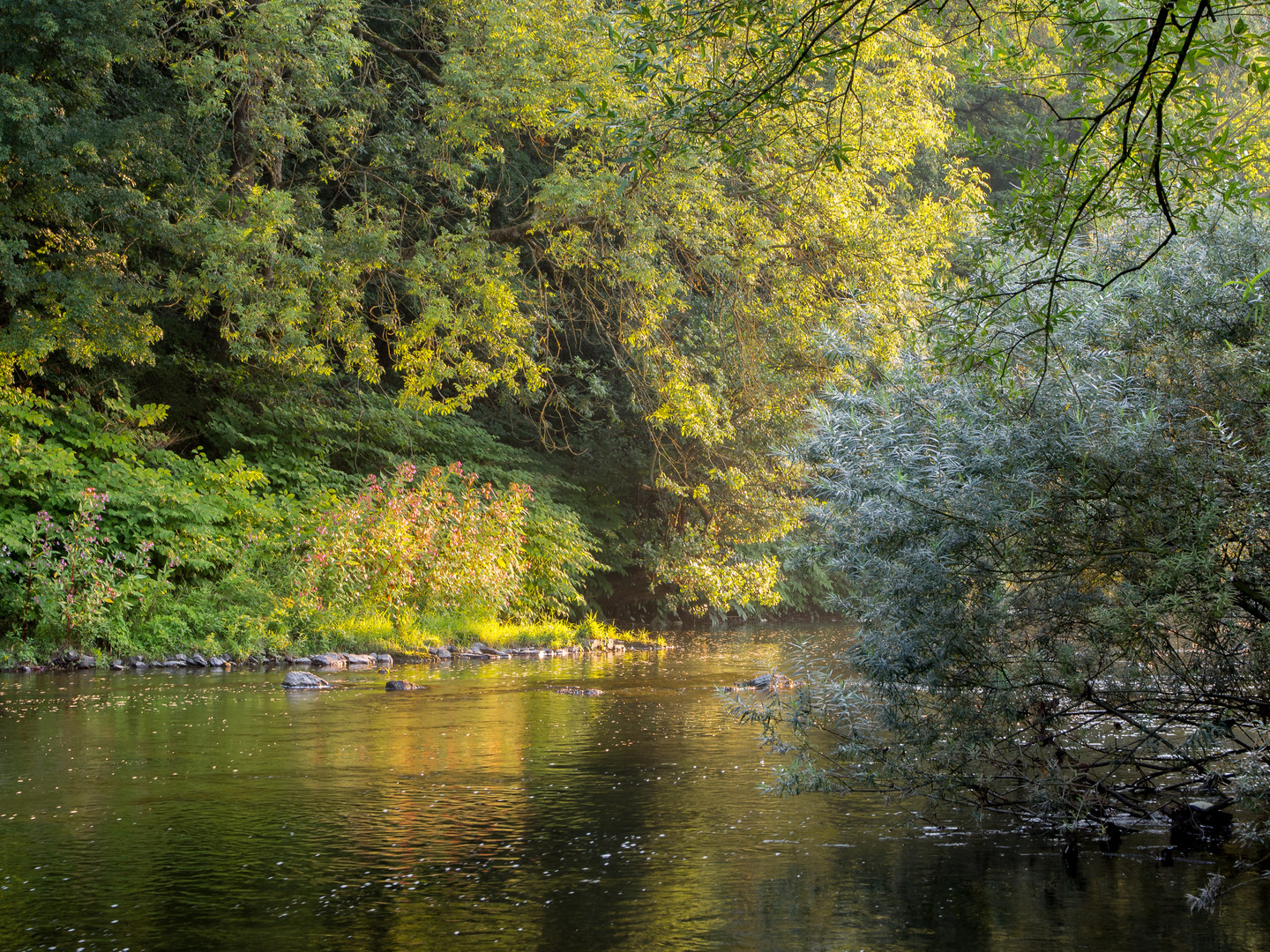 Früh an der Sieg Foto & Bild landschaft, bach, fluss & see, flüsse und kanäle Bilder