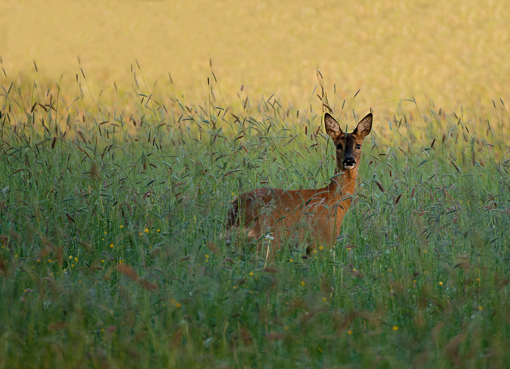 Früh morgens auf dem Weg zur Arbeit