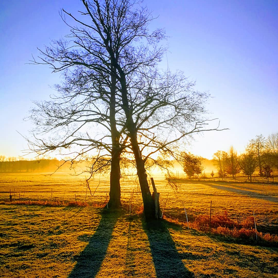 Früh morgens auf der Koppel 