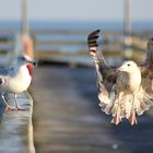 Früh morgens auf der Seebrücke...