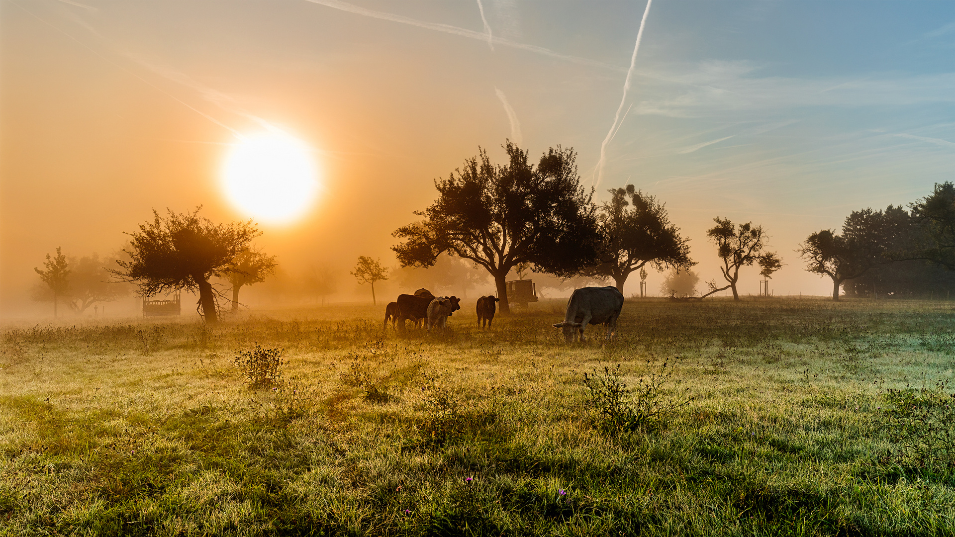 Früh Morgens auf der Weide