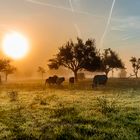 Früh Morgens auf der Weide