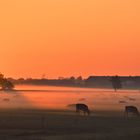 Früh morgens auf der Weide