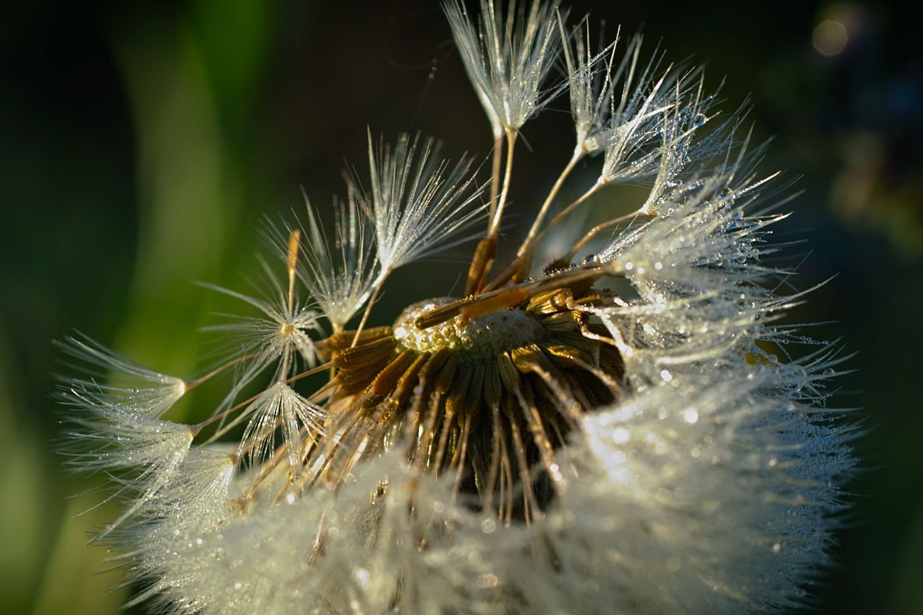 ..früh morgens auf der Wiese