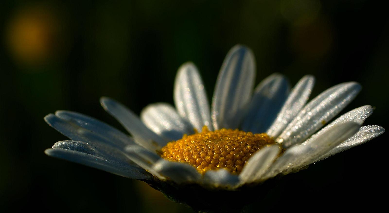 ...früh morgens auf der Wiese