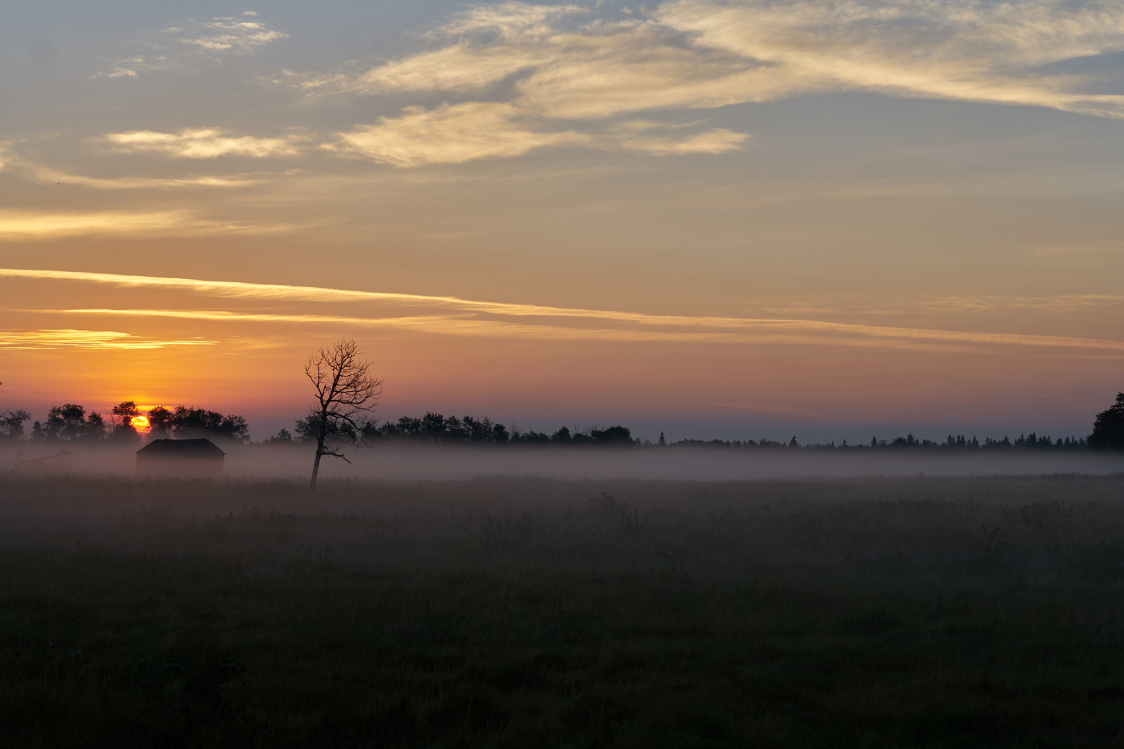 Früh morgens auf der Wiese.