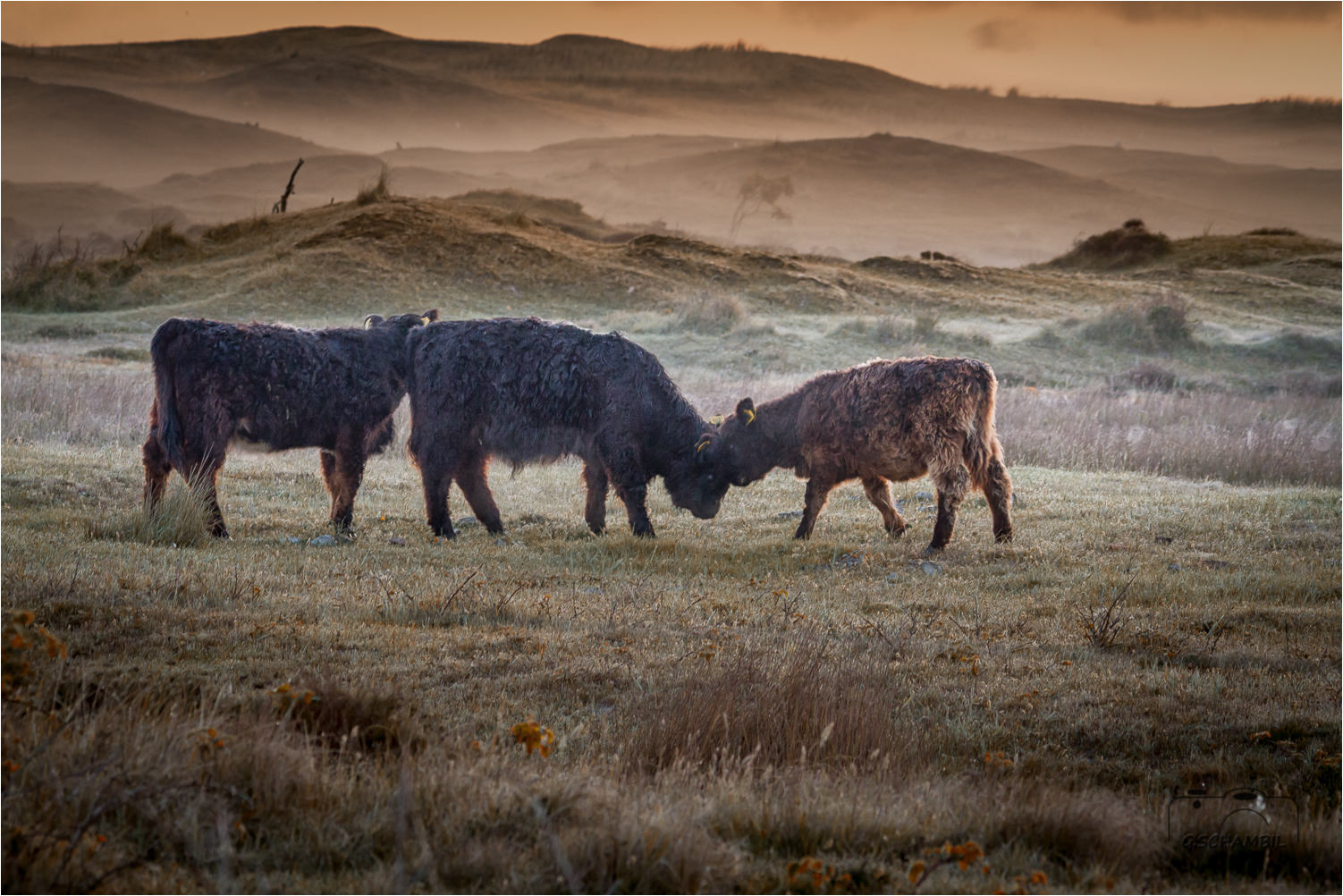 Früh morgens auf Texel