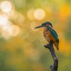 Früh Morgens beim Eisvogel