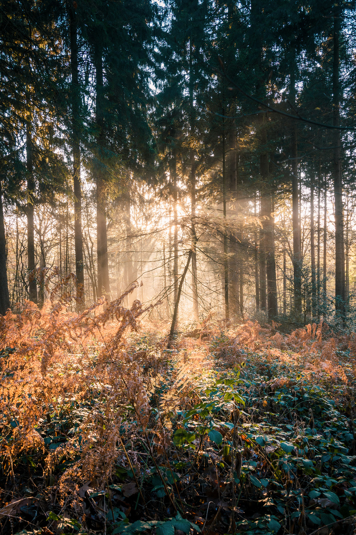 Früh Morgens