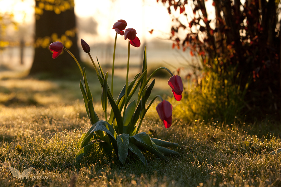 früh morgens