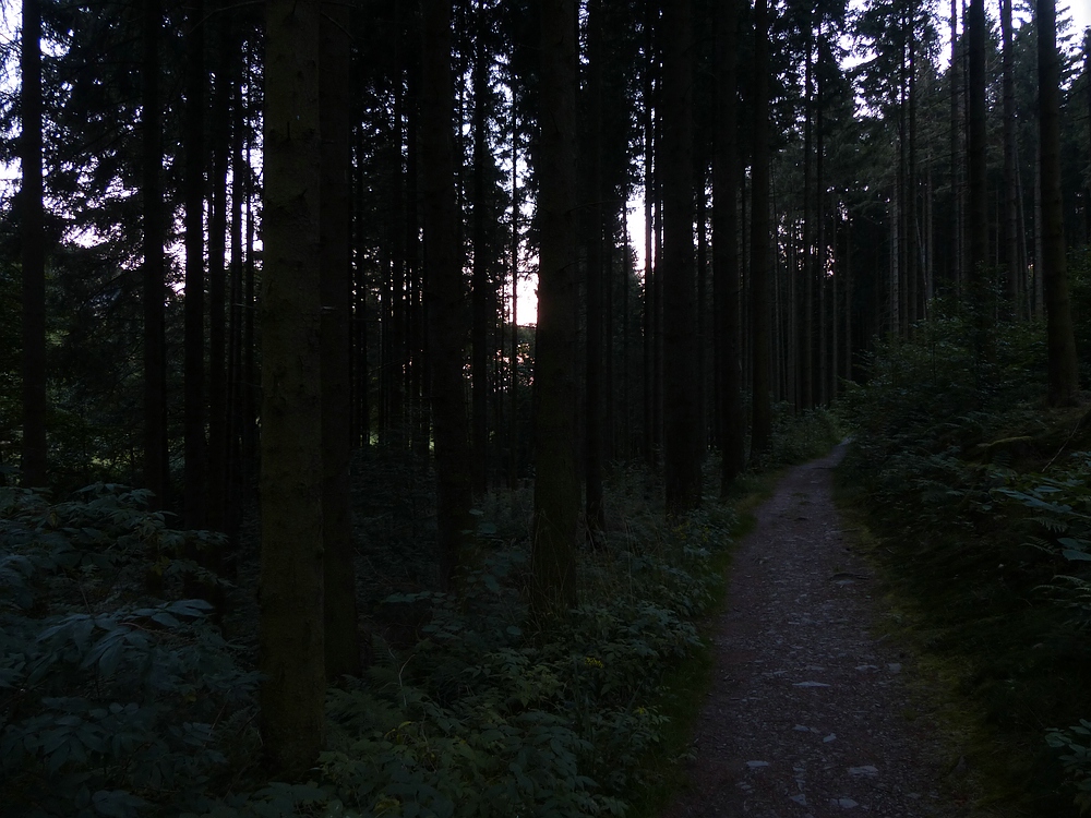 Früh morgens durch den Wald