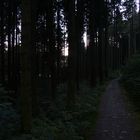 Früh morgens durch den Wald