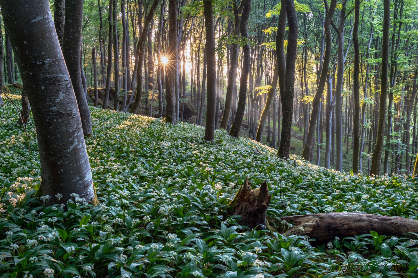 Früh morgens im Bärlauchwald