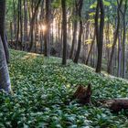 Früh morgens im Bärlauchwald