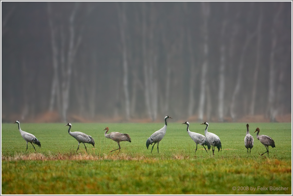 Früh morgens im Geestmoor (1)