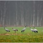 Früh morgens im Geestmoor (1)