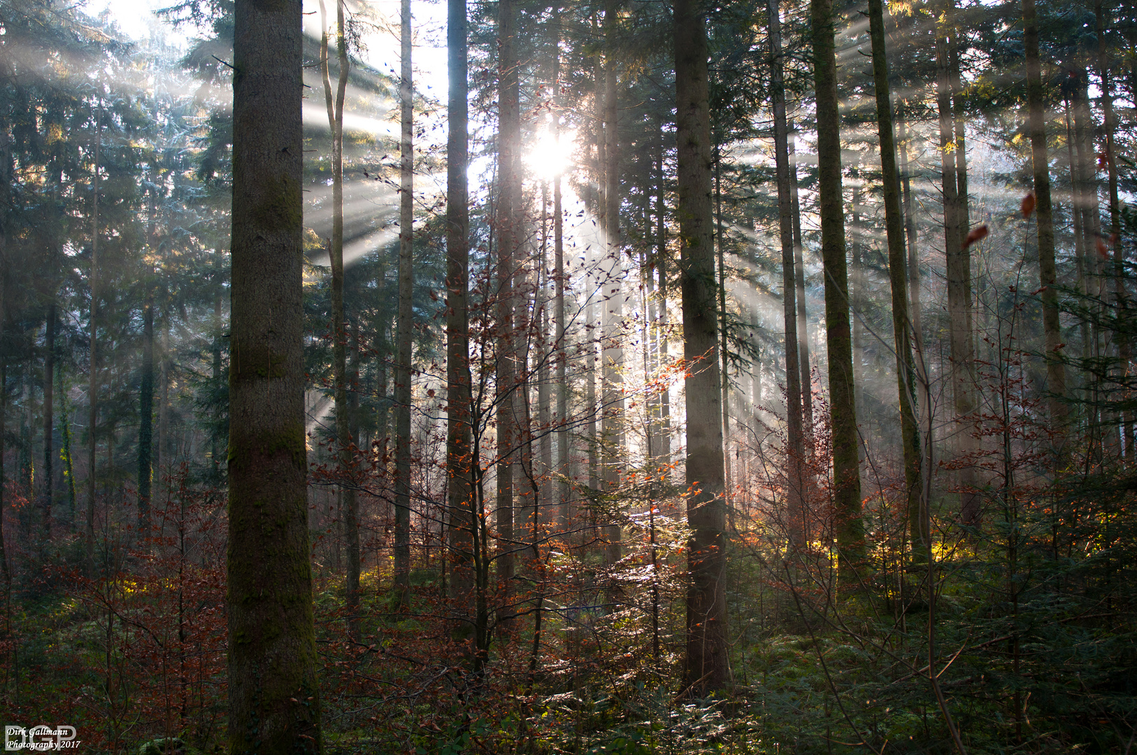 Früh morgens im Hörschbachtal-Murrhardt