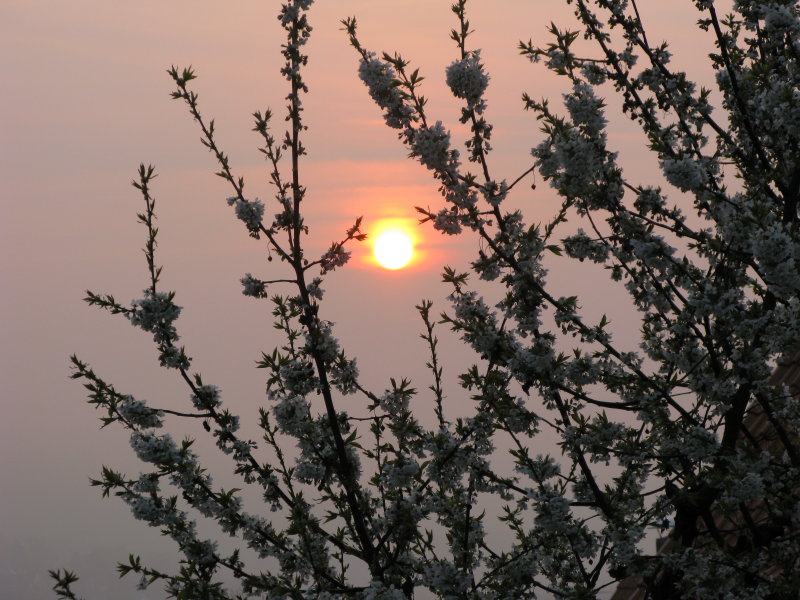 ... früh Morgens im Kirschenland...