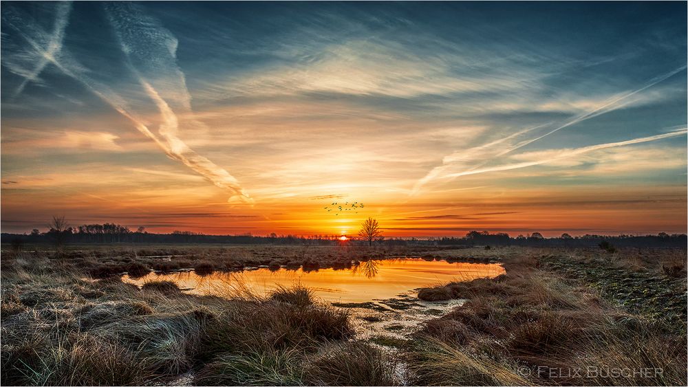 Früh morgens im Moor