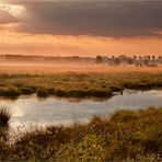 Früh morgens im Moor