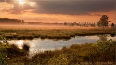 Früh morgens im Moor