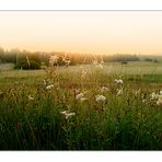 Früh morgens im Moor