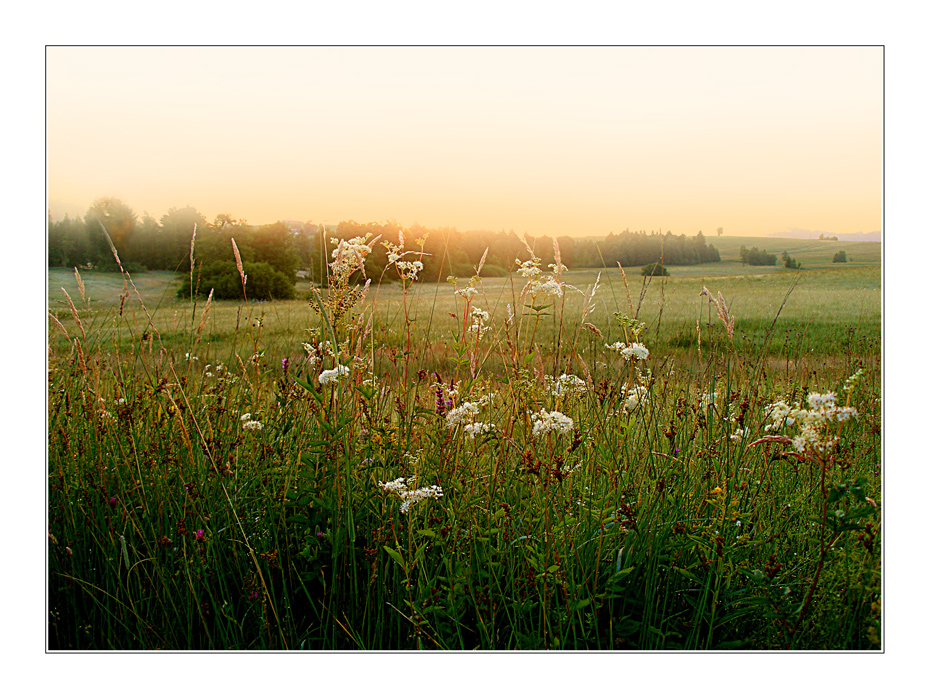 Früh morgens im Moor