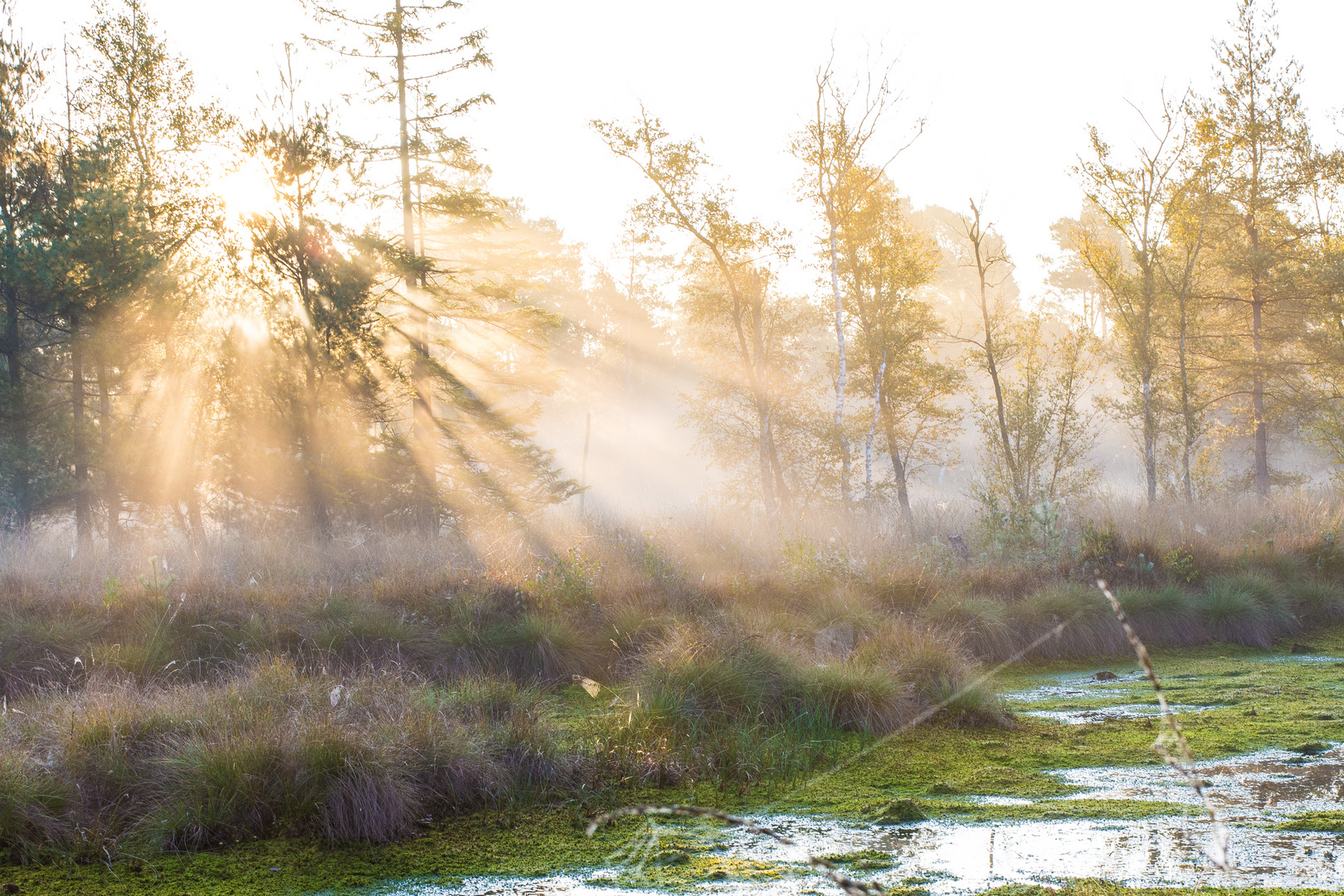 Früh morgens im Moor