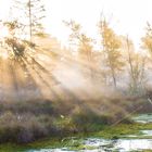 Früh morgens im Moor