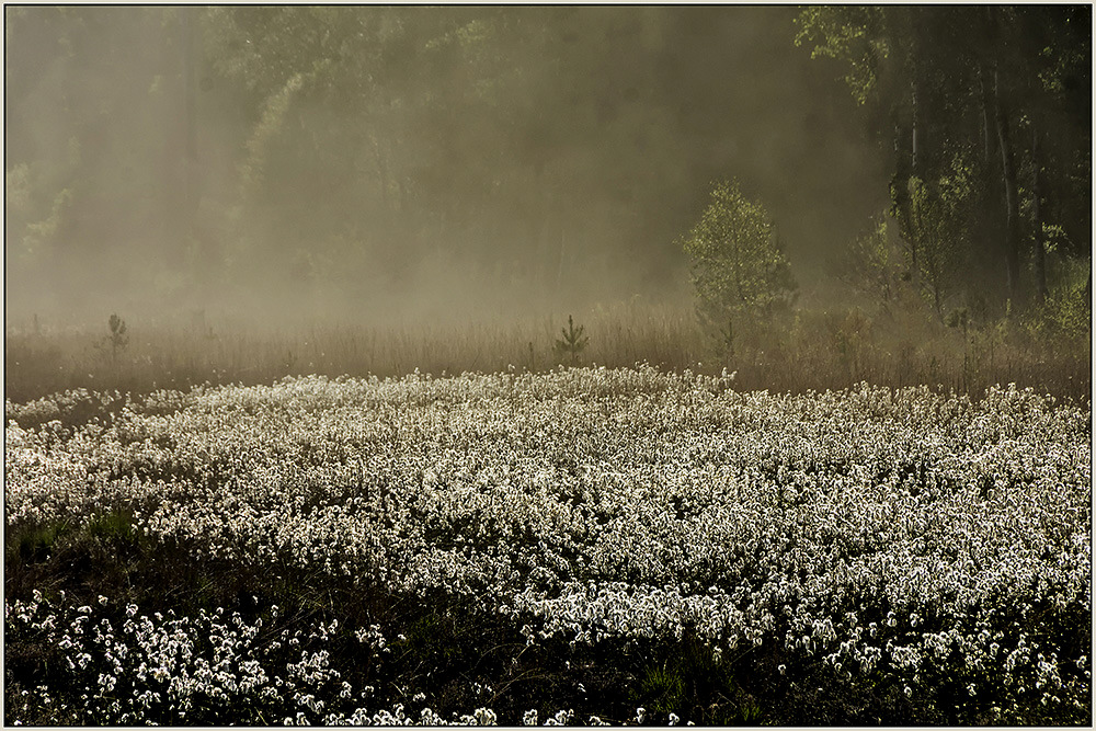 Früh morgens im Moor