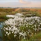 Früh morgens im Moor - zwischen Binsen und Wollgras