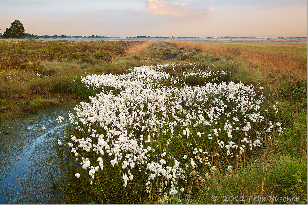 Früh morgens im Moor - zwischen Binsen und Wollgras