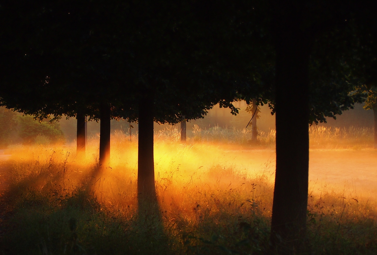 Früh morgens im Nebelschleier