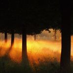 Früh morgens im Nebelschleier