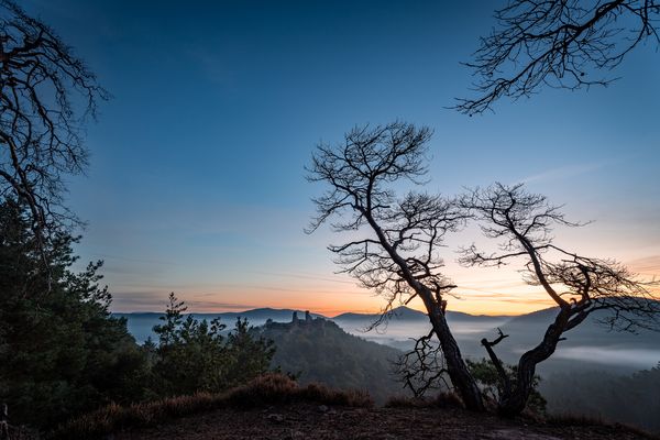 Früh morgens im Pfälzerwald