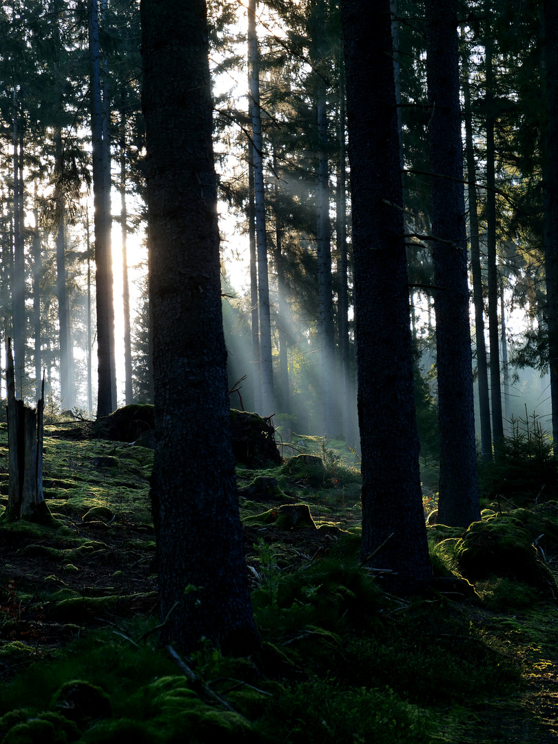 Früh morgens im Wald