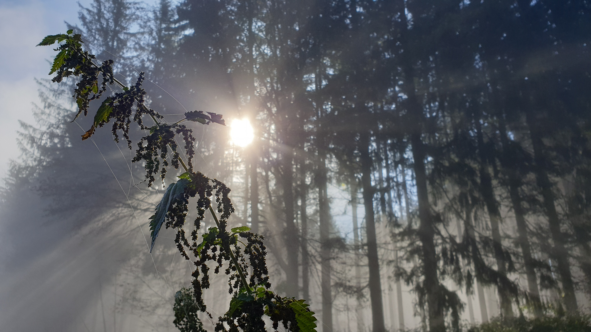 Früh morgens im Wald