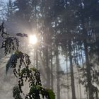 Früh morgens im Wald