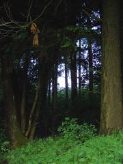 früh morgens im Wald