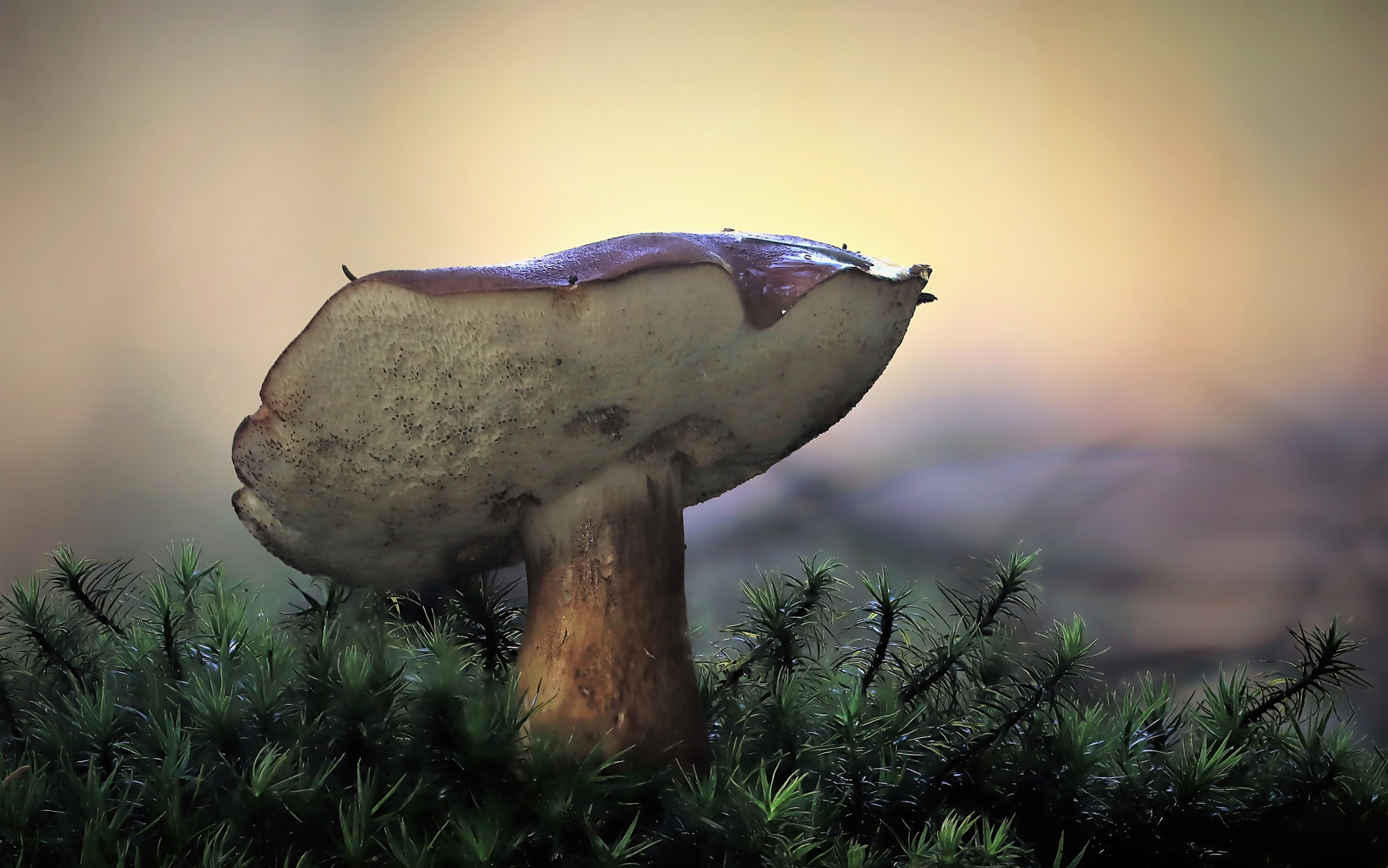 Früh Morgens im Wald