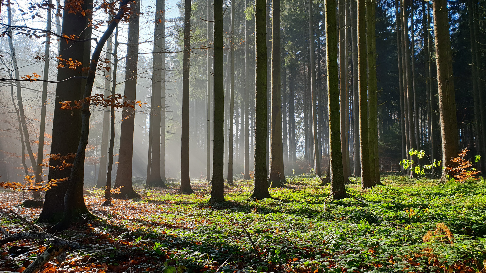 Früh morgens im Wald