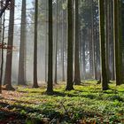 Früh morgens im Wald